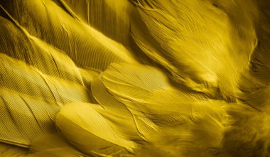 Sarı tüylü güvercin makro fotoğrafı. doku veya arkaplan