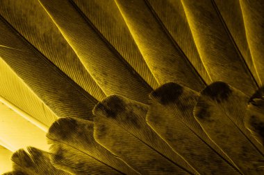 Sarı tüylü güvercin makro fotoğrafı. doku veya arkaplan