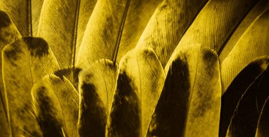 Sarı tüylü güvercin makro fotoğrafı. doku veya arkaplan