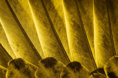 Sarı tüylü güvercin makro fotoğrafı. doku veya arkaplan