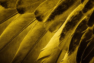 Sarı tüylü güvercin makro fotoğrafı. doku veya arkaplan
