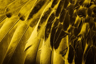 Sarı tüylü güvercin makro fotoğrafı. doku veya arkaplan