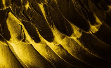 Sarı tüylü güvercin makro fotoğrafı. doku veya arkaplan