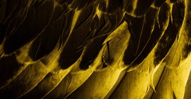 Sarı tüylü güvercin makro fotoğrafı. doku veya arkaplan