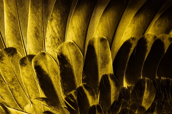 Sarı tüylü güvercin makro fotoğrafı. doku veya arkaplan