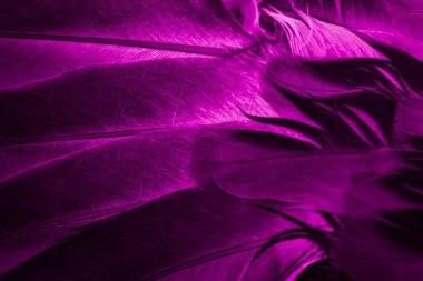 Mor tüylü güvercin makro fotoğrafı. doku veya arkaplan