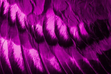 Mor tüylü güvercin makro fotoğrafı. doku veya arkaplan