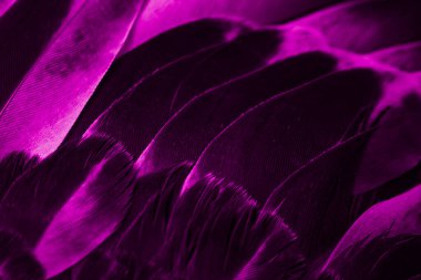 Mor tüylü güvercin makro fotoğrafı. doku veya arkaplan