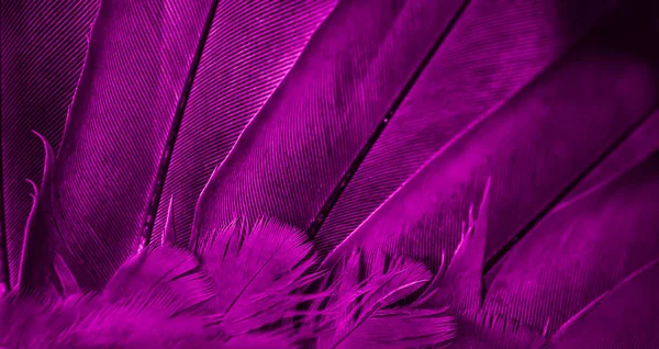 Purple Feather Images – Browse 92,345 Stock Photos, Vectors, and Video