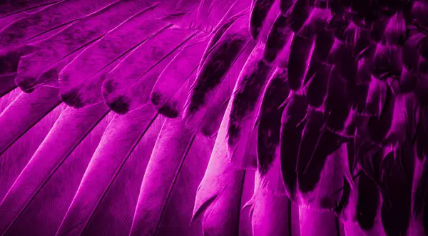 Foto Macro Del Piccione Piuma Viola Texture Sfondo Immagine Stock