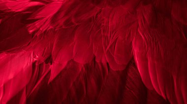 Kırmızı tüylü güvercin makro fotoğrafı. doku veya arkaplan