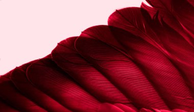 Kırmızı tüylü güvercin makro fotoğrafı. doku veya arkaplan