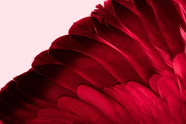 Kırmızı tüylü güvercin makro fotoğrafı. doku veya arkaplan