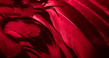 Kırmızı tüylü güvercin makro fotoğrafı. doku veya arkaplan