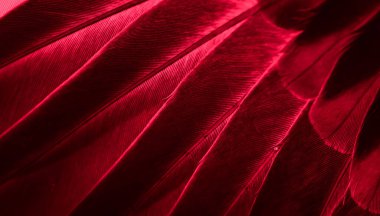 Kırmızı tüylü güvercin makro fotoğrafı. doku veya arkaplan