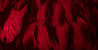 Kırmızı tüylü güvercin makro fotoğrafı. doku veya arkaplan