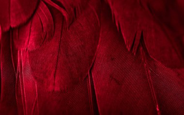 Kırmızı tüylü güvercin makro fotoğrafı. doku veya arkaplan