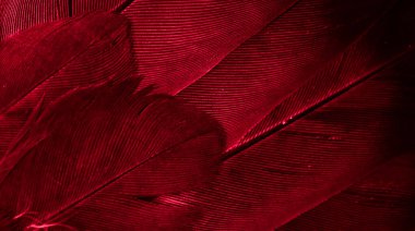 Kırmızı tüylü güvercin makro fotoğrafı. doku veya arkaplan