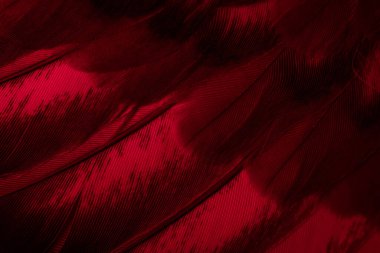 Kırmızı tüylü güvercin makro fotoğrafı. doku veya arkaplan