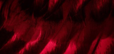 Kırmızı tüylü güvercin makro fotoğrafı. doku veya arkaplan