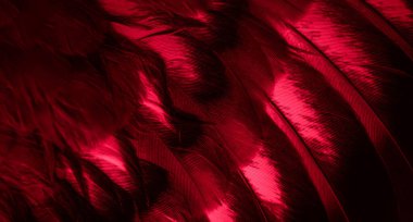 Kırmızı tüylü güvercin makro fotoğrafı. doku veya arkaplan