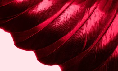 Kırmızı tüylü güvercin makro fotoğrafı. doku veya arkaplan