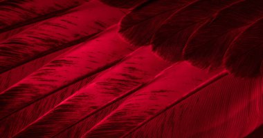 Kırmızı tüylü güvercin makro fotoğrafı. doku veya arkaplan