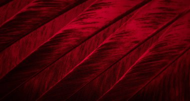 Kırmızı tüylü güvercin makro fotoğrafı. doku veya arkaplan