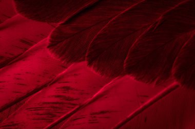 Kırmızı tüylü güvercin makro fotoğrafı. doku veya arkaplan