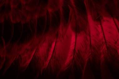 Kırmızı tüylü güvercin makro fotoğrafı. doku veya arkaplan