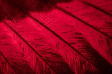 Kırmızı tüylü güvercin makro fotoğrafı. doku veya arkaplan