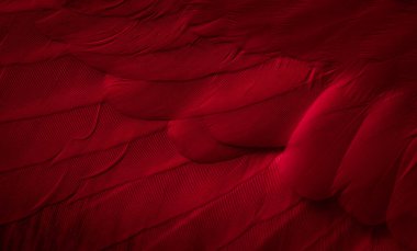 Kırmızı tüylü güvercin makro fotoğrafı. doku veya arkaplan