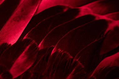 Kırmızı tüylü güvercin makro fotoğrafı. doku veya arkaplan