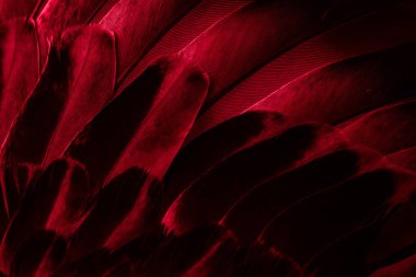 Kırmızı tüylü güvercin makro fotoğrafı. doku veya arkaplan