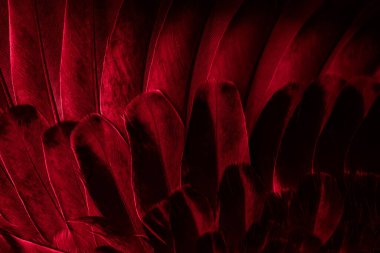 Kırmızı tüylü güvercin makro fotoğrafı. doku veya arkaplan