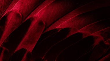 Kırmızı tüylü güvercin makro fotoğrafı. doku veya arkaplan