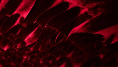 Kırmızı tüylü güvercin makro fotoğrafı. doku veya arkaplan