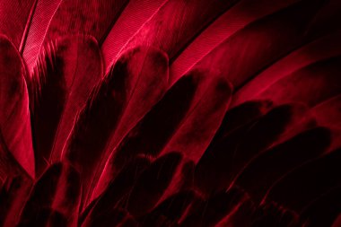 Kırmızı tüylü güvercin makro fotoğrafı. doku veya arkaplan