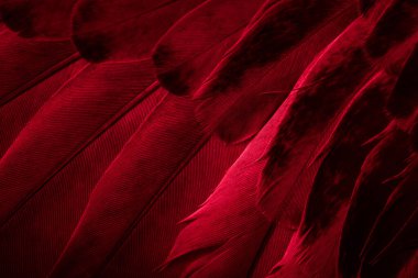 Kırmızı tüylü güvercin makro fotoğrafı. doku veya arkaplan