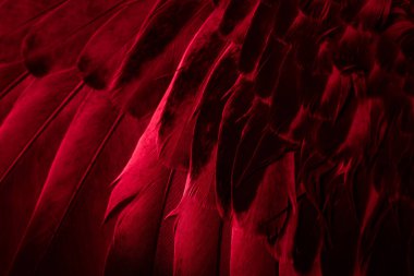 Kırmızı tüylü güvercin makro fotoğrafı. doku veya arkaplan