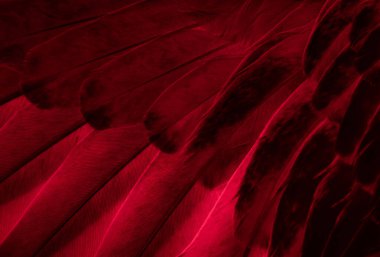 Kırmızı tüylü güvercin makro fotoğrafı. doku veya arkaplan