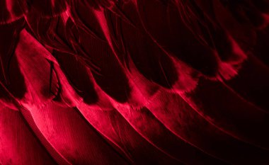 Kırmızı tüylü güvercin makro fotoğrafı. doku veya arkaplan