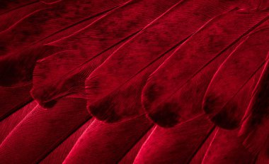 Kırmızı tüylü güvercin makro fotoğrafı. doku veya arkaplan