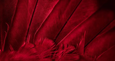 Kırmızı tüylü güvercin makro fotoğrafı. doku veya arkaplan