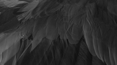 siyah tüylü güvercin makro fotoğrafı. doku veya arkaplan