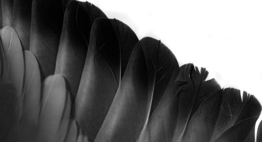 siyah tüylü güvercin makro fotoğrafı. doku veya arkaplan