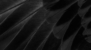 siyah tüylü güvercin makro fotoğrafı. doku veya arkaplan