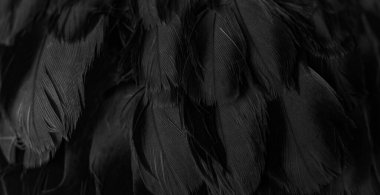 siyah tüylü güvercin makro fotoğrafı. doku veya arkaplan