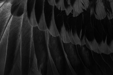 siyah tüylü güvercin makro fotoğrafı. doku veya arkaplan