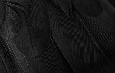 siyah tüylü güvercin makro fotoğrafı. doku veya arkaplan